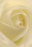 Drawn into the centre of this creamy-white rose, you find yourself enveloped by Greenford's gentle morning calm-a sensation as if nestled into the delicate spiral of dew-kissed petals themselves. Each unfolding layer, soft as the mist that rises over Ravenor Park, glistens with a tranquil luminosity, the interplay of light and shadow painting shades of ivory and cream along every curl. The close perspective captures more than the flower; it evokes the very emotion behind selecting such a bloom in Greenford, whether for fresh beginnings, tokens of sympathy, or moments that need a gentle touch. The subtle fragrance imagined here is understated and sweet, lingering quietly in the mind, while the tender arrangement speaks volumes of the care and expertise of local florists. These petals, almost whisper-light, express reverence, peace, and a promise of solace, making this rose a timeless symbol for remembrance or admiration. In the quiet artistry woven through every arrangement delivered across Greenford, one senses that the beauty and comfort of such a rose endure long after the first glance-bridging the heart of the giver and receiver with grace, hope, and thoughtful intention.